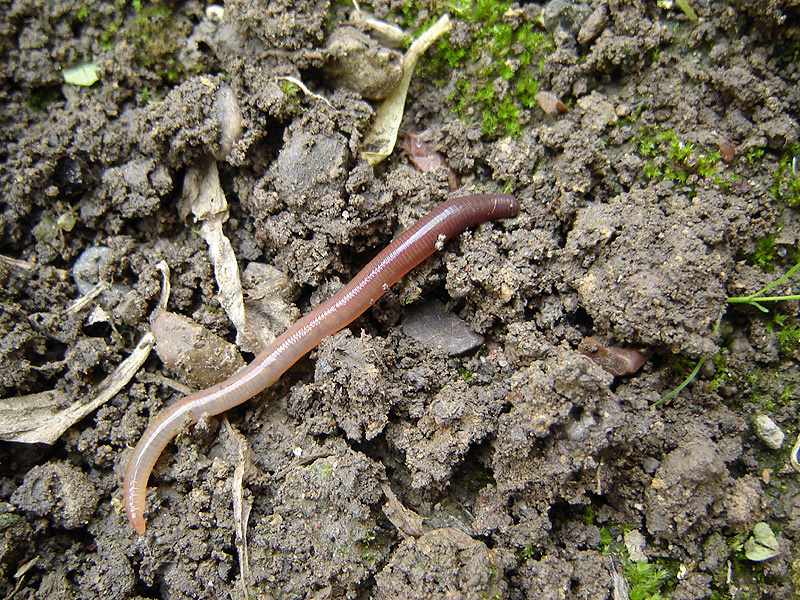 Making soil work harder!